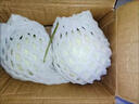 正宗海南玉菇甜瓜當季新鮮現摘水果整箱包郵冰淇淋小香瓜蜜瓜脆瓜 香甜玉菇甜瓜帶箱5-6斤【凈重4.5-5斤】 曬單實(shí)拍圖