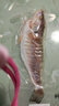 優(yōu)牧冠 新鮮冷凍海鱸魚(yú)/河鱸魚(yú) 紅鼓魚(yú)隨機 去鱗去鰓去內臟 三去免處理 【無(wú)抗生素】400-500g*2條裝（凈重）開(kāi)背免處理】 曬單實(shí)拍圖