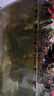 金苔鼠魚(yú)魚(yú)缸清潔魚(yú)工具魚(yú)魚(yú)缸除藻清理糞便小型熱帶觀(guān)賞魚(yú)魚(yú)活體 金苔鼠7條送備損3條【發(fā)10條】 曬單實(shí)拍圖