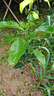 爾瀾杯苗嫁接三紅蜜柚樹(shù)苗果樹(shù)苗庭院陽(yáng)臺地栽盆栽水果苗木源頭直發(fā) 曬單實(shí)拍圖