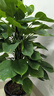 卉優(yōu)大葉綠蘿柱幸福樹(shù)發(fā)財樹(shù)大型植物開(kāi)業(yè)喬遷客廳辦公室內好養綠植 同款低價(jià)|大葉綠蘿柱1.4-1.5米【鉆石盆】 主圖盆 曬單實(shí)拍圖