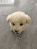 樂(lè )泡比熊混血幼犬活體白色犬小型犬寵物狗微笑天使小體比熊混血犬 田園級 比熊混血犬 母 曬單實(shí)拍圖