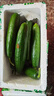壽光水果黃瓜小黃瓜生吃脆嫩清甜涼拌蘸醬乳瓜農家自種現摘現發(fā) 水果黃瓜帶箱 5斤 凈重4.8斤 曬單實(shí)拍圖