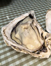 蜀皇 乳山生蠔鮮活大海鮮10斤凈重蠔王(10-18只)源頭直發(fā)包 郵  曬單實(shí)拍圖