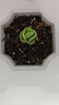 【虧本沖量】多肉植物盆栽新手套餐迷你綠植 雞蛋碧桃1棵 曬單實(shí)拍圖