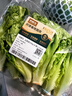 京鮮生(供港基地)生菜苗250g(長(cháng)度≤15cm) 曬單實(shí)拍圖