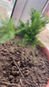 文竹盆栽綠植花卉盆景植物室內客廳水培文松云竹文竹大苗四季常青 文竹【1顆】原盆原土球發(fā)貨 高度15-25cm 曬單實(shí)拍圖