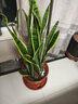 嘆為觀(guān)止大型盆栽金錢(qián)榕百合竹金錢(qián)樹(shù)發(fā)財樹(shù)清香木辦公室內落地款中型植物 虎皮蘭【1.1-1.3米】 含盆 曬單實(shí)拍圖