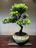 卓美御庭羅漢松盆景室內外桌面辦公室庭院老樁真樹(shù)迎客松高端盆栽長(cháng)輩禮物 精品羅漢松01號 曬單實(shí)拍圖