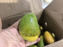 京喜加海南臺芒新鮮芒果生鮮水果時(shí)令鮮果 凈重5斤60+ 曬單實(shí)拍圖