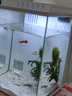 京東京造智能生態(tài)魚(yú)缸PRO家用免換水全自動(dòng)循環(huán)投喂過(guò)濾一體缸桌面魚(yú)缸白 曬單實(shí)拍圖