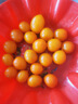 【東東買(mǎi)菜】黃金圣女果迷你櫻桃小番茄小西紅柿新鮮孕婦水果農家 （帶箱） 2斤 即食方便 曬單實(shí)拍圖