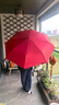 雷柏利遇水招財雙層全自動(dòng)紅色雨傘折疊婚傘新娘結婚出門(mén)出嫁定制禮品傘 開(kāi)運紅【遇水招財】PRO禮品裝 8骨 曬單實(shí)拍圖