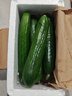壽光水果黃瓜小黃瓜生吃脆嫩清甜涼拌蘸醬乳瓜農家自種現摘現發(fā) 水果黃瓜帶箱2斤  凈重 1.8斤 曬單實(shí)拍圖