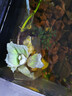 森悠（SARYOR）水芙蓉浮萍水草好養活凈化水質(zhì)植物新手懶人魚(yú)缸造景增氧水培植物 水芙蓉5顆【好養活 凈水質(zhì)】 曬單實(shí)拍圖