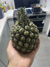 廣東湛江徐聞菠蘿 香水菠蘿 熱帶水果 1個(gè)裝大果 凈重1.5-2斤 曬單實(shí)拍圖