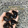 臻樺東北小興安嶺伊春特產(chǎn)當年野生榛蘑小雞燉蘑菇無(wú)硫熏250g/袋新貨 黑木耳250g*1袋 曬單實(shí)拍圖