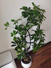 植男植女鴨腳木綠植客廳大型盆栽落地室內高級感真好養發(fā)財造型掌源頭直發(fā) 曬單實(shí)拍圖