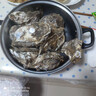 千牛農乳山生蠔5XL凈重5斤 鮮活牡蠣 海蠣子 海鮮燒烤食材源頭直發(fā) 曬單實(shí)拍圖