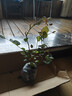 藍莓樹(shù)果苗盆栽特大號室內外藍梅苗地栽陽(yáng)臺四季南北方種植果樹(shù)苗 薄霧藍莓 小苗【高度20cm左右】 曬單實(shí)拍圖