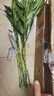 富貴竹水養基地直發(fā)水培植物轉運竹綠植盆景帶根四季水養插鮮花瓶 富貴竹60CM10棵(送生根粉_不含瓶) 曬單實(shí)拍圖
