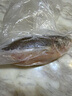 鮮活沖浪河鱸魚(yú)400-500g/條 曬單實(shí)拍圖