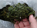 果果臻心榮成海藻5斤鹽漬馬尾藻羊棲菜即食海草鞭炮筍裙帶菜涼拌 曬單實(shí)拍圖