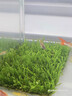 瘋狂水草（FKSC）莫斯水草活體植物魚(yú)缸造景底部前景套餐懶人陰性莫斯樹(shù)沉木水榕 火焰莫斯 曬單實(shí)拍圖