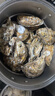 鮮活乳山生蠔新鮮牡蠣海蠣子5斤箱 5X特大蠔（15-21只每箱）凈重10斤生蠔 曬單實(shí)拍圖