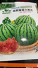 超甜蜂蜜小西瓜種子紅玉無(wú)籽小西瓜四季種植陽(yáng)臺庭院盆栽水果種子 蜂蜜盆栽小西瓜種子（30天可吃） 高產(chǎn)良種：2包約80?！拘路N 曬單實(shí)拍圖