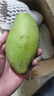 余悅海南金煌芒 【多地次日達】新鮮現摘水仙大芒果青皮甜心芒果整箱 帶箱5斤【精選好果丨單果300-350g】?jì)?.5斤 曬單實(shí)拍圖