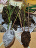 藍莓樹(shù)果苗L25藍莓苗盆栽地栽F6南方北方種植特大果樹(shù)苗四季結果 萊格西6年苗【原土發(fā)貨 當年結果】 曬單實(shí)拍圖