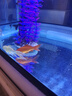 錦鯉魚(yú)活體觀(guān)賞魚(yú)活魚(yú)小型易養冷水淡水魚(yú)小魚(yú)苗錦鯉金魚(yú)好看錦鯉 8-10cm 錦鯉混搭3條 曬單實(shí)拍圖