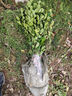 霆環(huán)四季常青萬(wàn)年青耐寒圍墻植物直立冬青黃楊樹(shù)苗別墅庭院綠化苗木 【四季青冬青】50cm左右【30棵】 曬單實(shí)拍圖