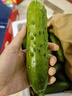 京鮮生 山東童年旱黃瓜 凈重5斤 單果100g+ 水果小青瓜 輕食 源頭直發(fā) 曬單實(shí)拍圖