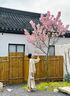梓昔樹(shù)苗重瓣晚櫻綠化風(fēng)景樹(shù)別墅庭院地栽大樹(shù)植物南北方種植苗木 晚櫻2公分粗/1.2米左右高 帶土球不帶盆 曬單實(shí)拍圖