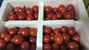 廣西露天圣女果櫻桃小番茄即食水果西紅柿新鮮蔬菜應季整箱批發(fā)價(jià) 帶箱5斤 4.5斤 凈重 曬單實(shí)拍圖