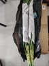 創(chuàng  )京懿選富貴竹水培植物轉運竹子帶根水養室內客廳綠植盆栽觀(guān)音竹易活好養 粗枝筆直款65-75cm6顆+送營(yíng)養液 不含盆 曬單實(shí)拍圖