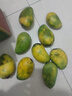 小臺農芒果【多地次日達】小芒果新鮮水果整箱應當季海南熱帶水果 特級果【單果100g+】 5斤裝【超劃算】?jì)糁?.5斤 曬單實(shí)拍圖