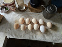 山林谷物鮮雞蛋50g正負5g天然營(yíng)養新鮮柴雞蛋月子蛋早餐買(mǎi)菜 10枚 50-60g 曬單實(shí)拍圖