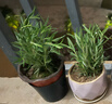 可食用迷迭草新鮮老樁迷迭香新鮮提神醒腦驅蚊室內陽(yáng)臺懶人綠植 驅蚊又食用迷迭香盆栽3盆 曬單實(shí)拍圖
