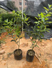 正宗釋迦果苗樹(shù)帶果鳳梨奶油黃龍嫁接果樹(shù)果苗庭院種植盆栽地栽 鳳梨釋迦苗 嫁接4年苗 原土原杯 當年結果 曬單實(shí)拍圖