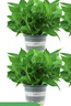 雙盟綠蘿盆栽除甲醛花卉綠植辦公室新房?jì)艋諝?80加侖4盆裝源頭直發(fā) 曬單實(shí)拍圖