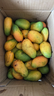 京喜加海南臺芒新鮮芒果生鮮水果時(shí)令鮮果 凈重9斤70+ 曬單實(shí)拍圖