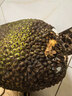 榴小橔新鮮越南進(jìn)口菠蘿蜜新鮮整個(gè)水果黃肉菠蘿蜜水果 精選菠蘿蜜凈重8-10斤 曬單實(shí)拍圖