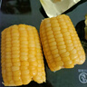 北緯47度水果玉米段3.6斤  開(kāi)袋即食鮮甜玉米段 低脂低GI東北早餐苞米 曬單實(shí)拍圖