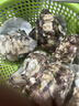 鮮京采 鮮活生蠔5XL 凈重5斤 9-12只 鮮活到家 海鮮 源頭直發(fā) 曬單實(shí)拍圖