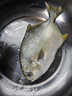 翔泰海南金鯧魚(yú)凈重900g2條裝 魚(yú)類(lèi)生鮮 海鮮水產(chǎn) 【熱賣(mài)款】 曬單實(shí)拍圖