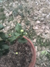 虎頭茉莉 白茉莉 雙色茉莉 綠植花卉室內盆栽花卉盆栽白色茉莉花卉 虎頭茉莉4年苗 曬單實(shí)拍圖