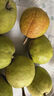 【產(chǎn)地直采】新疆庫爾勒香梨 約900g 單果100g+ 曬單實(shí)拍圖